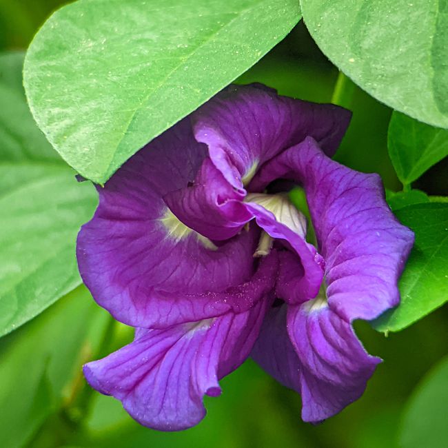 Fabaceae Family Plants: Identification & Care Guide