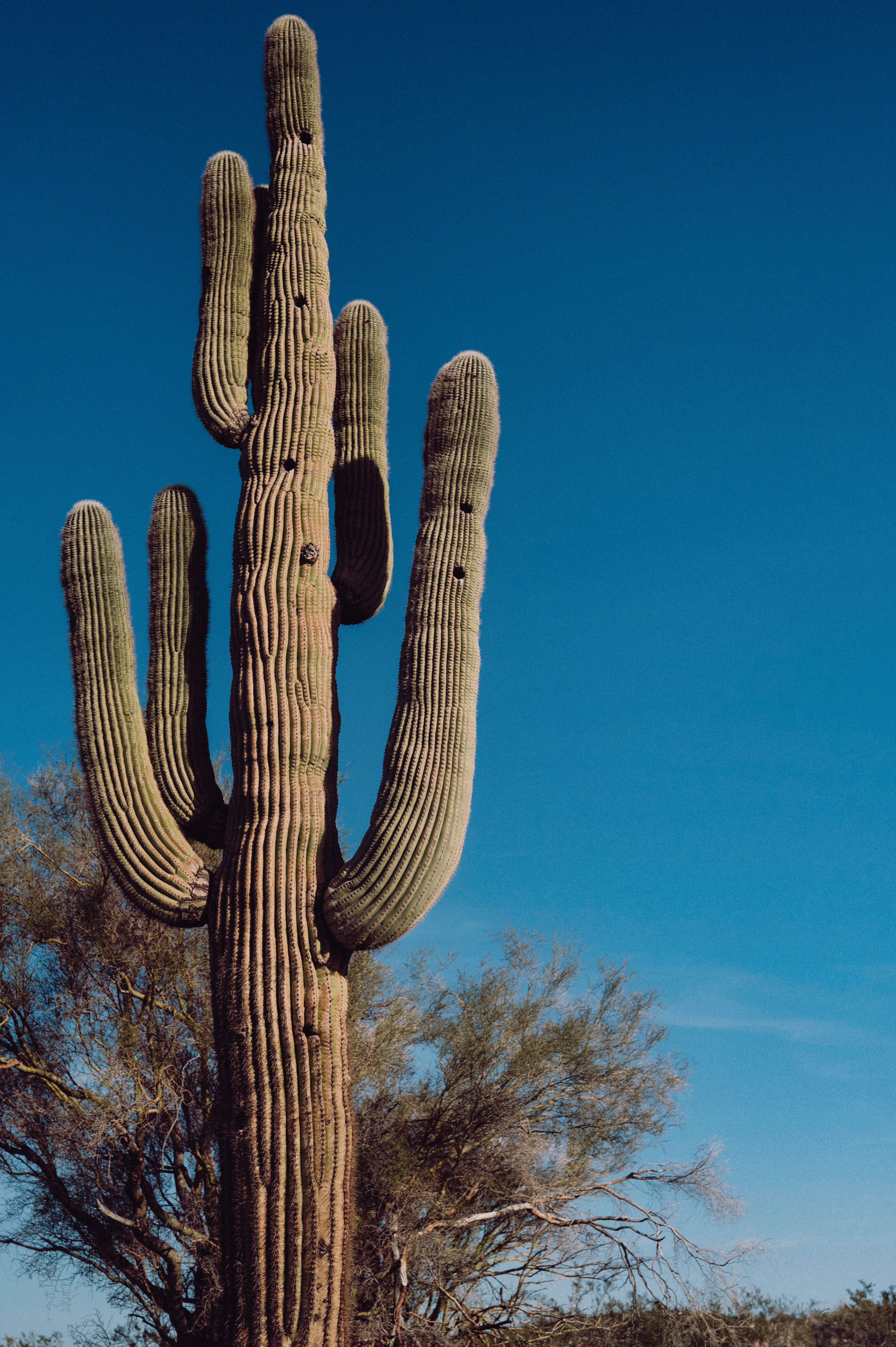 A majestic saguaro cactus reaching up towards a clear blue sky, showcasing desert nature in bright daylight.