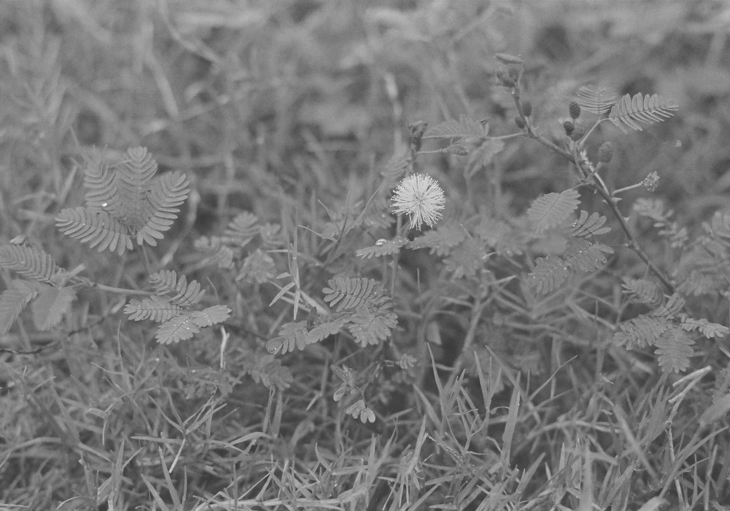 Black and white close-up of Mimosa Pudica, or sensitive plant, with delicate leaves and flower.