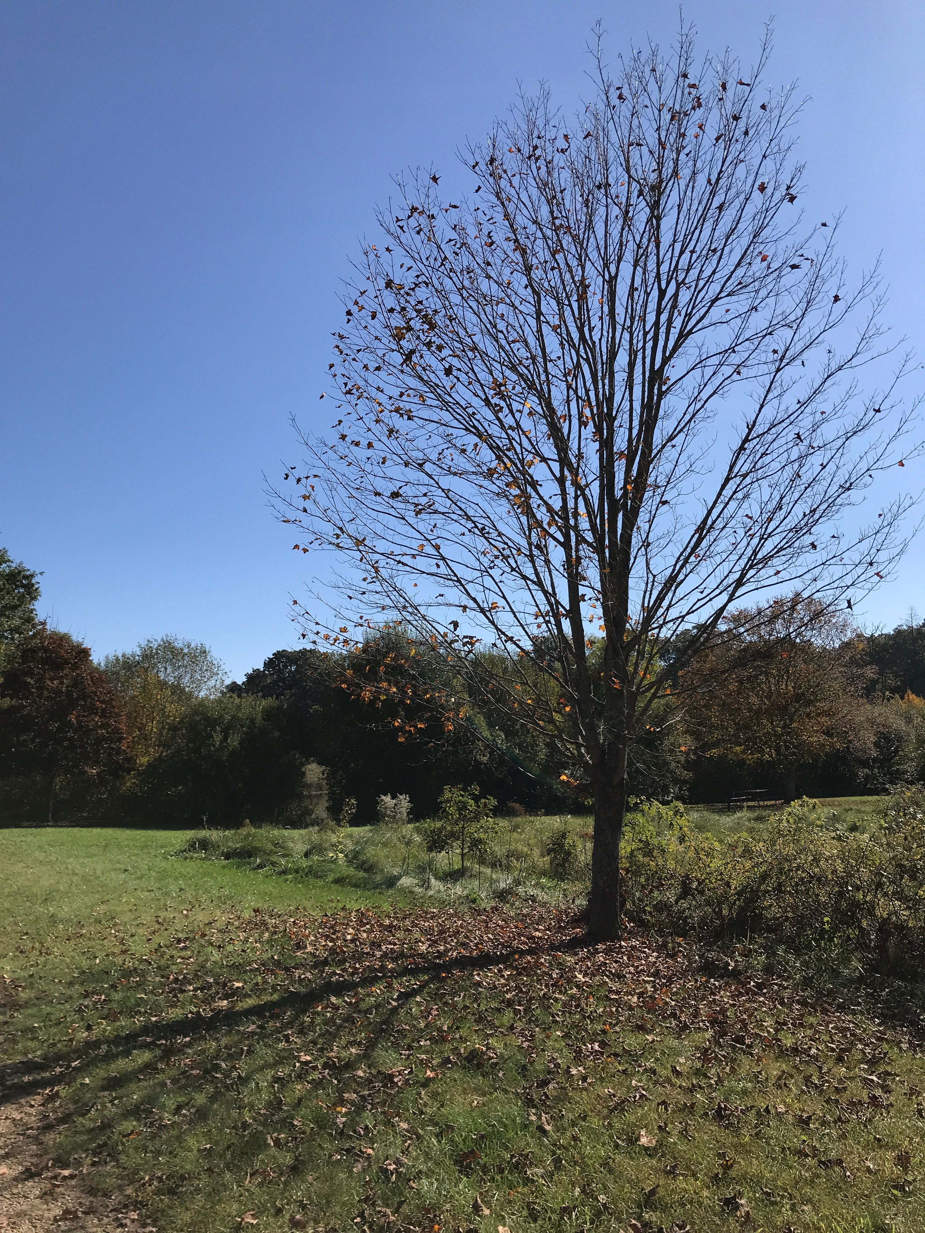 A serene rural landscape with a single tree amidst grassy fields and autumn foliage under a clear sky.