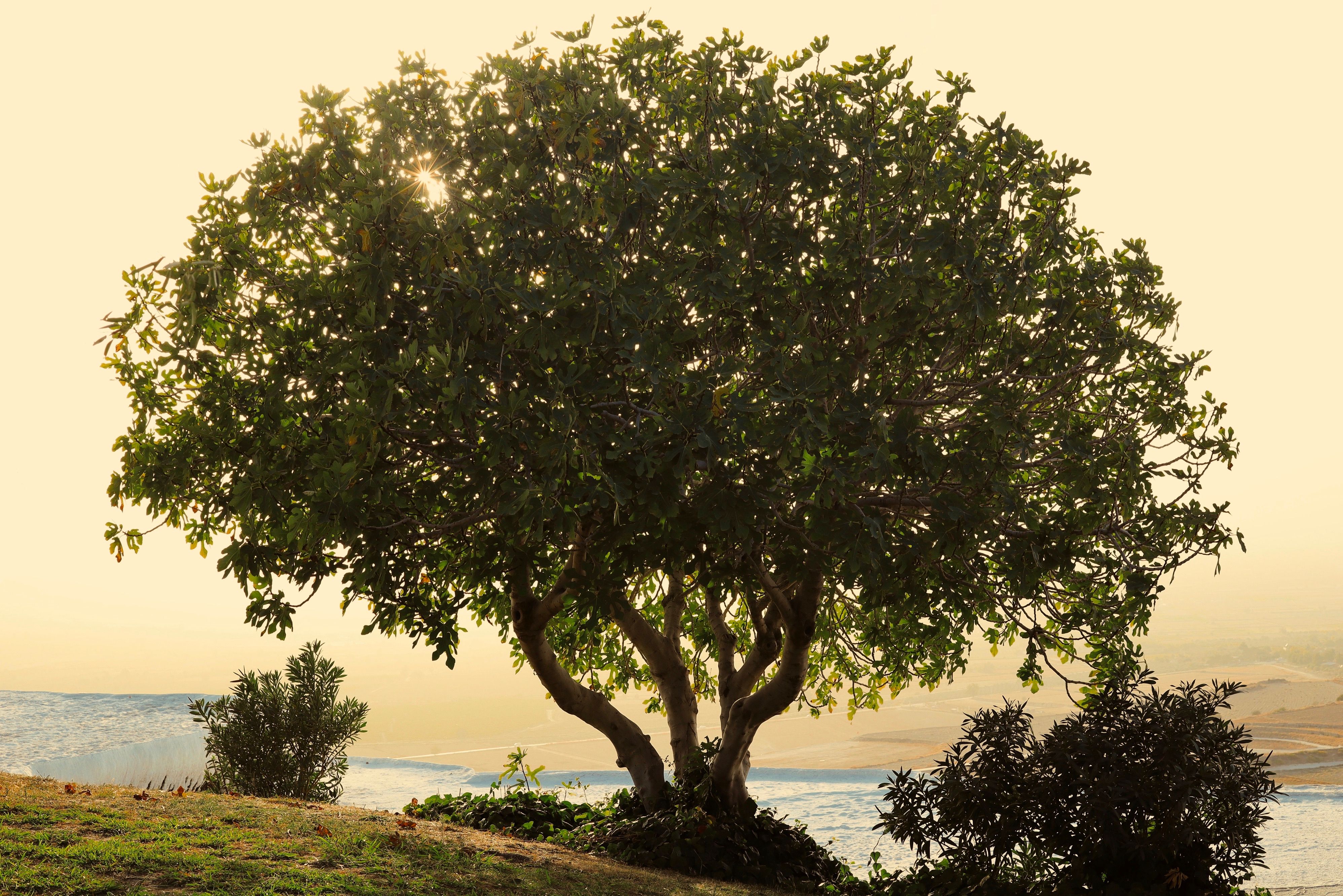 A lone tree in the serene landscape of Pamukkale, Türkiye during summer.