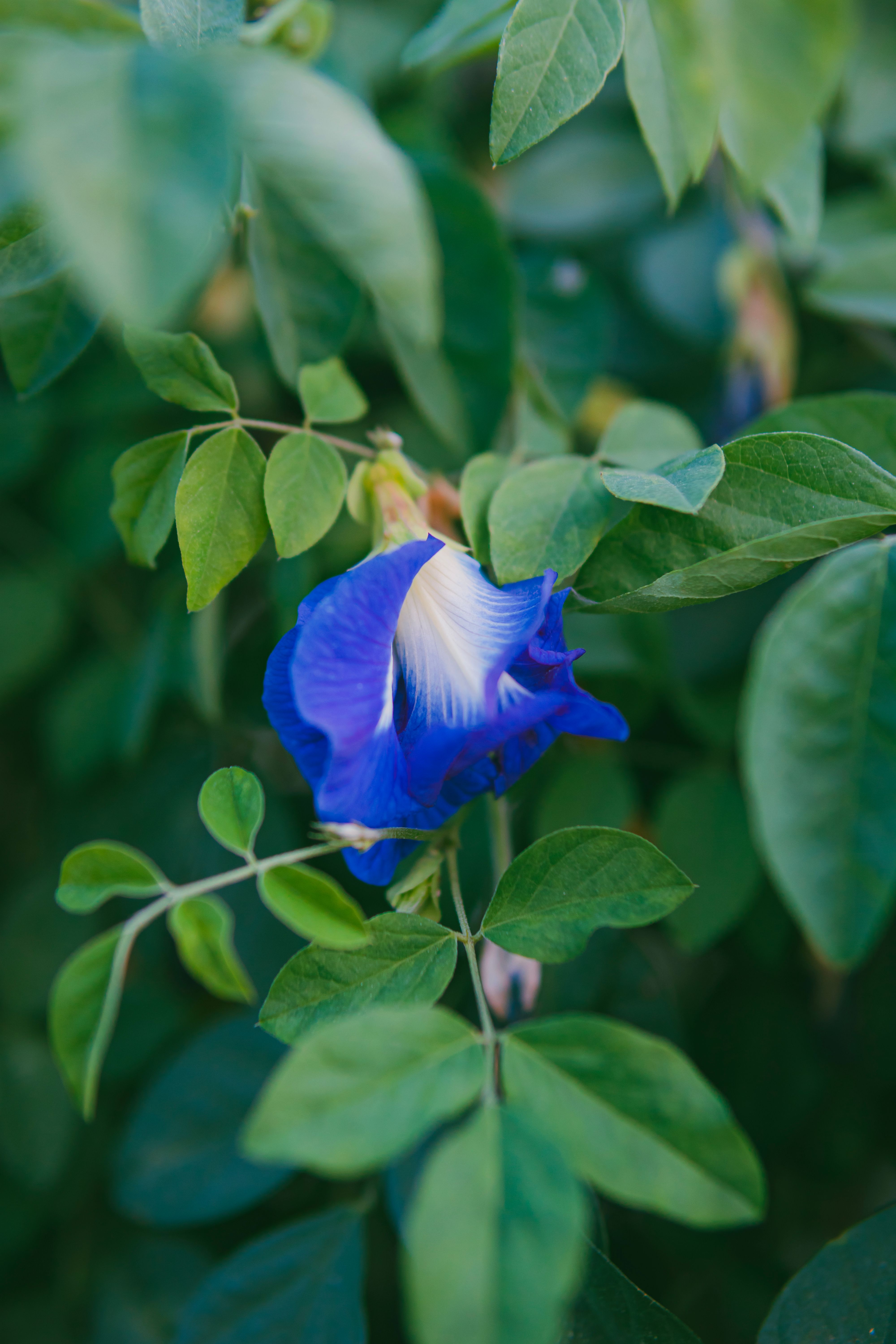 Detailed view of a lush blue Asian pigeonwings flower with surrounding greenery.