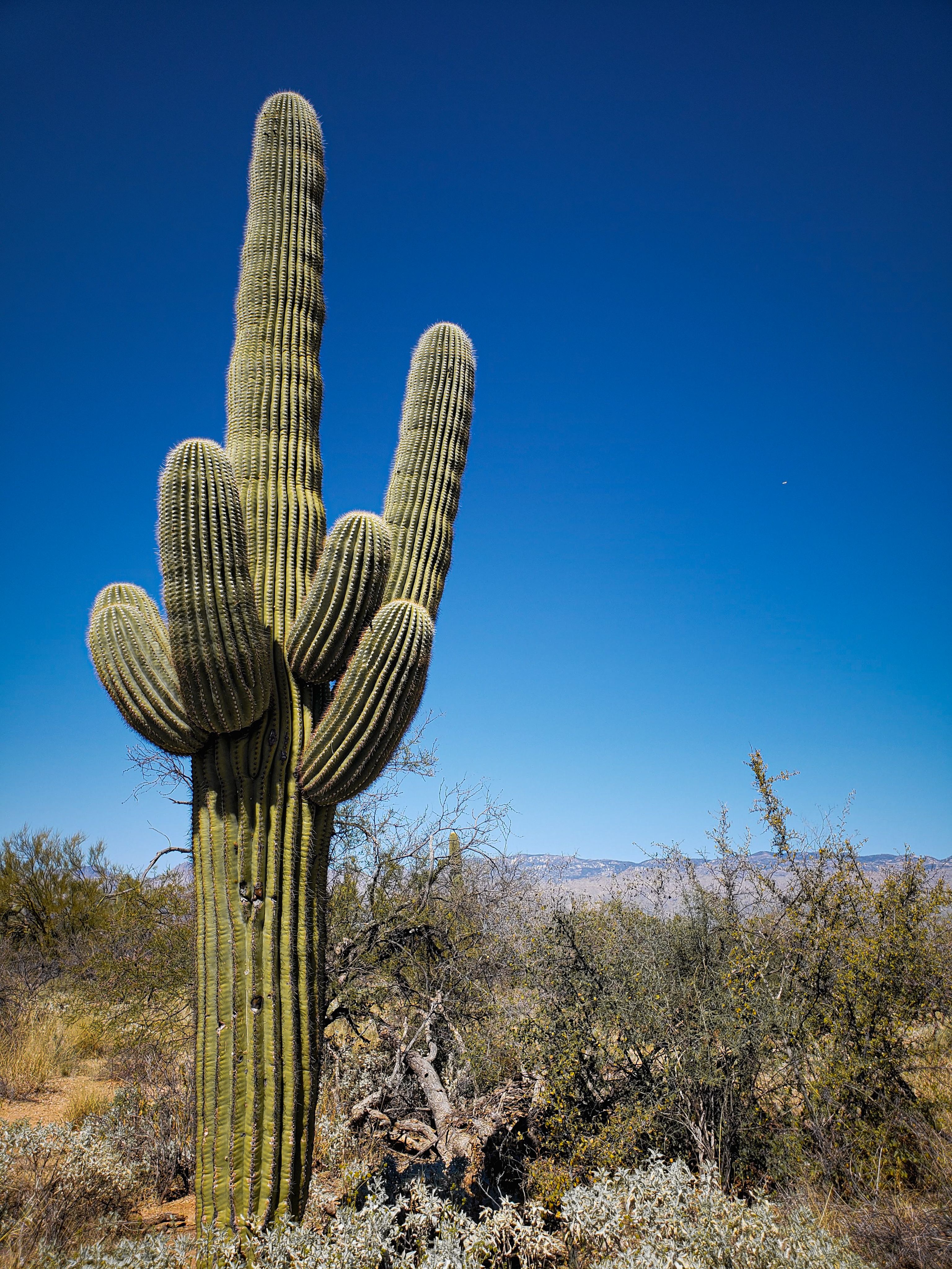 A towering saguaro cactus dominates the dry desert landscape under a vibrant blue sky.
