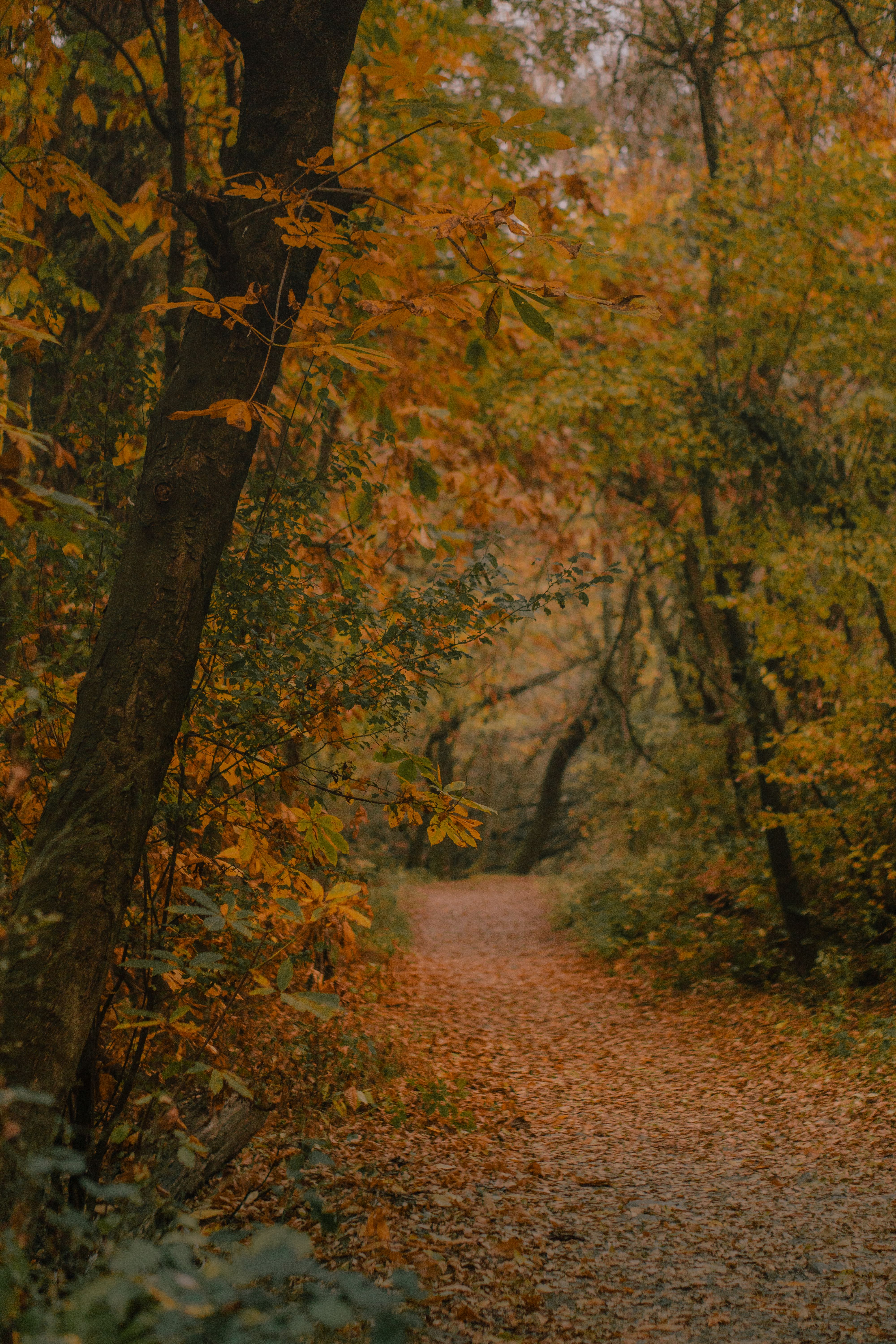 Experience the tranquil beauty of a leaf-covered path through a lush autumn forest in New Theed.