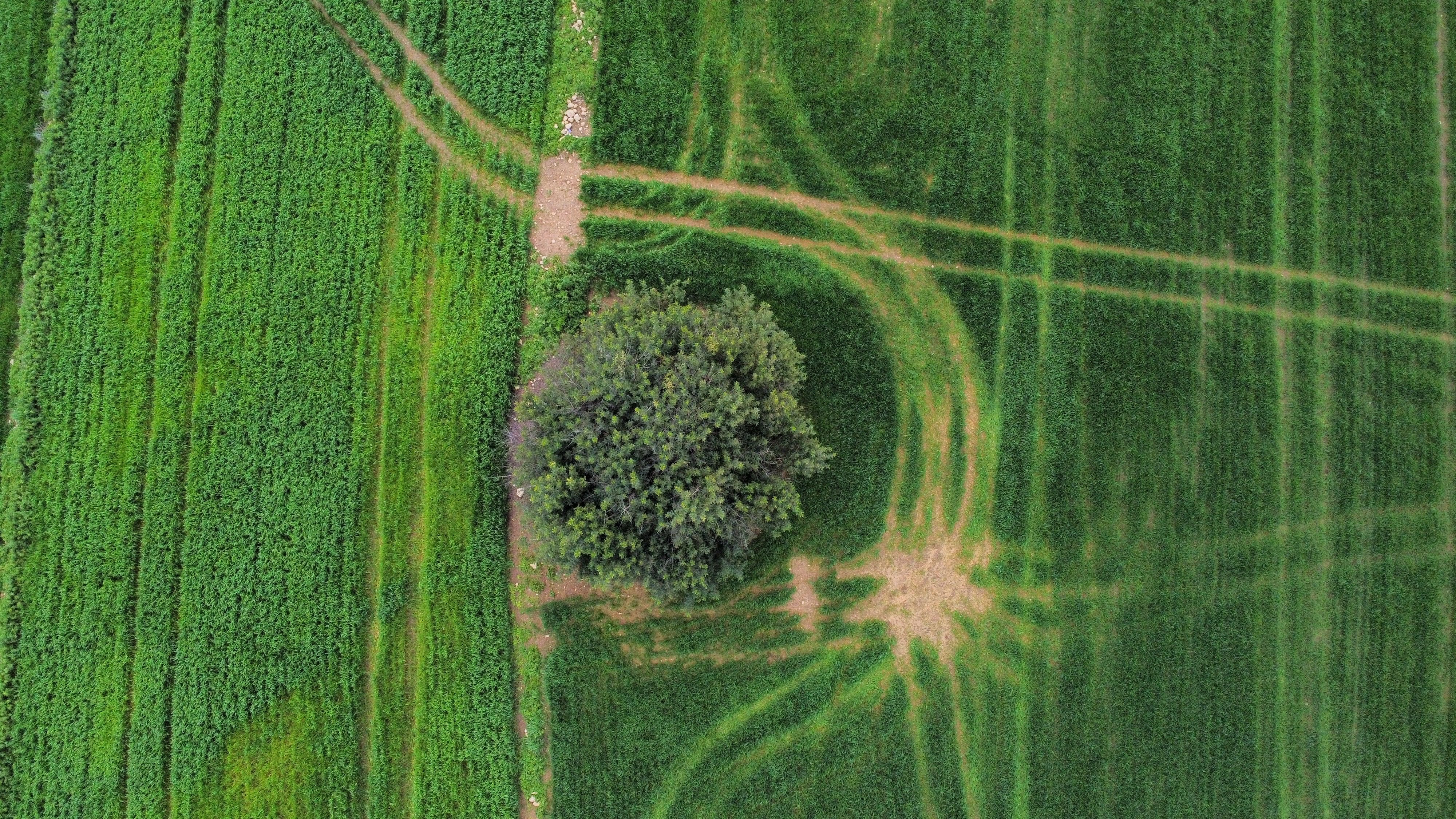 Drone shot of a green agricultural field with pathways and a lone tree in Beja, Tunisia.