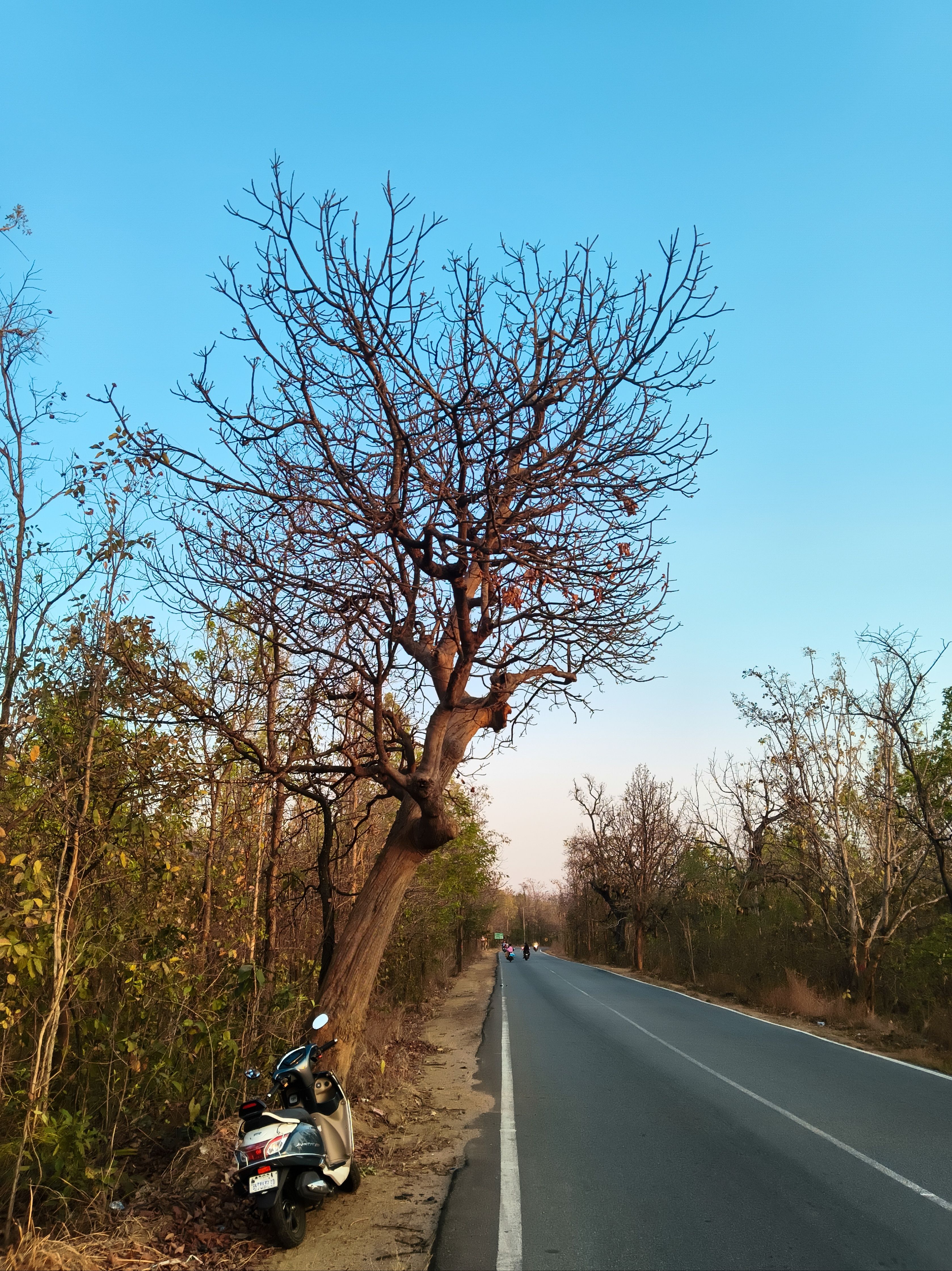 A barren tree stands beside an empty road under a clear blue sky.