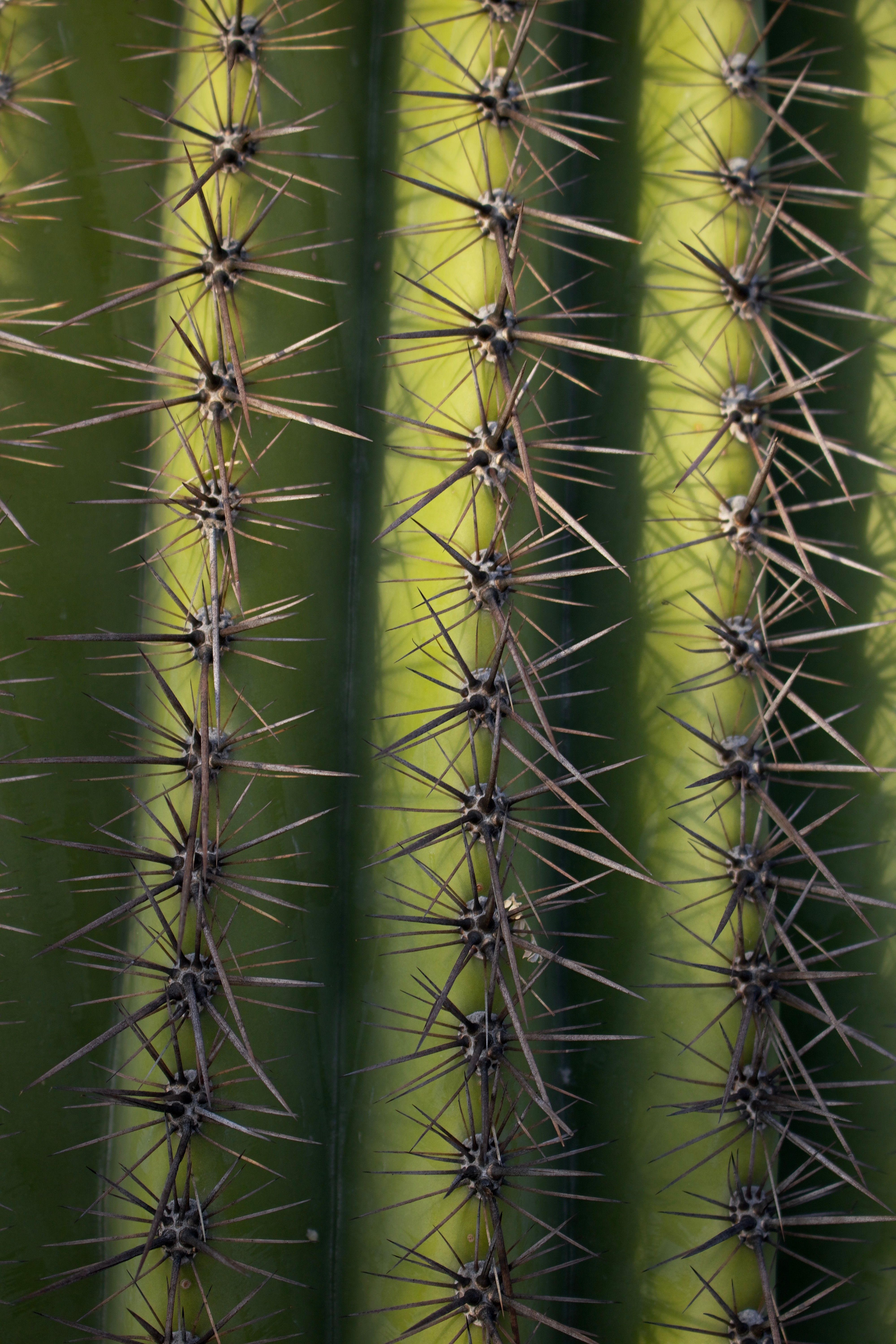 Xerophytes Adaptations: Ultimate Survival Guide for Arid Climates