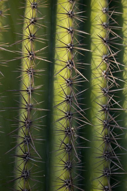 Xerophytes Adaptations: Ultimate Survival Guide for Arid Climates