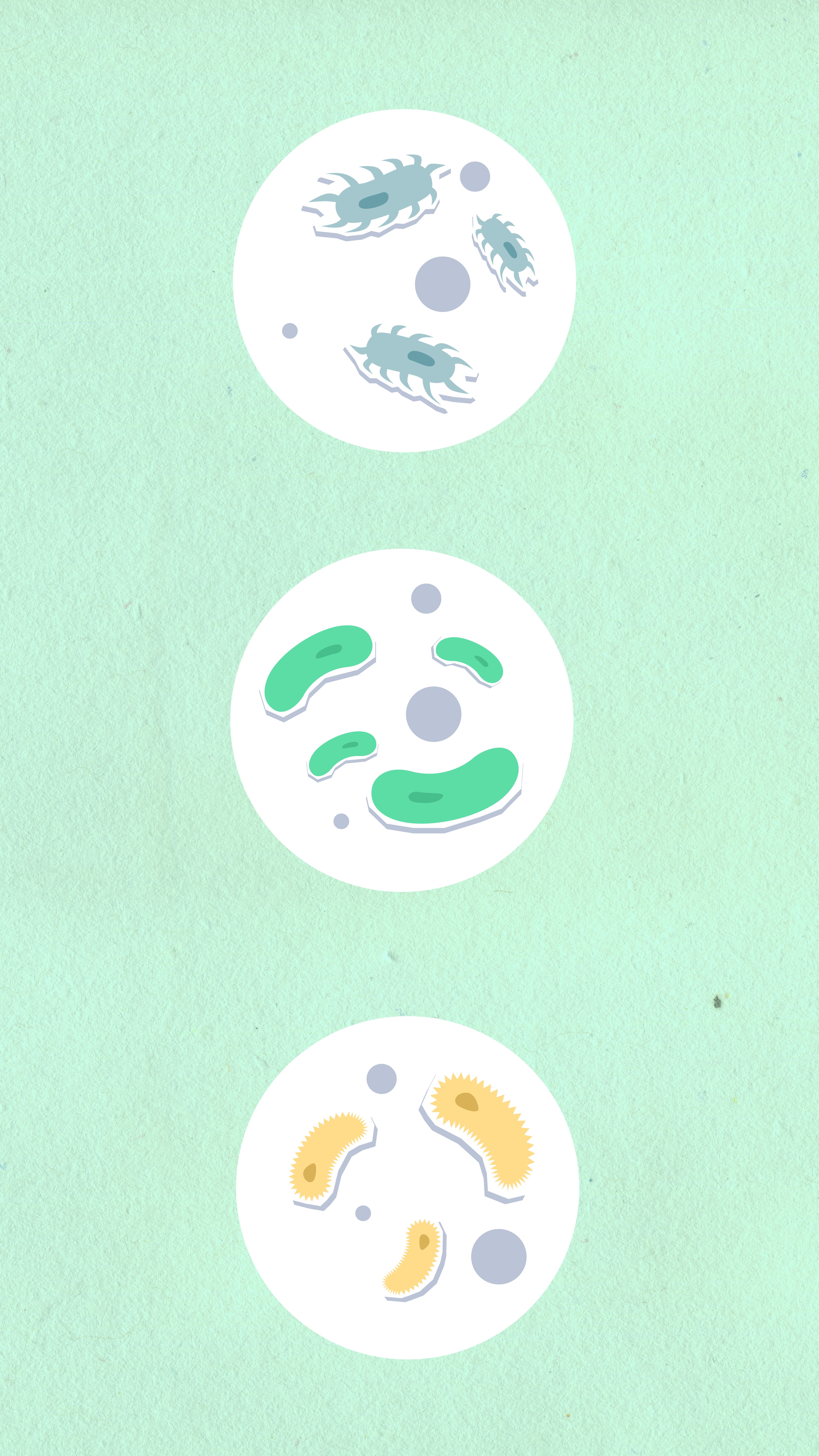Rod Shaped Microbes: Complete Guide to Bacillus & Identification