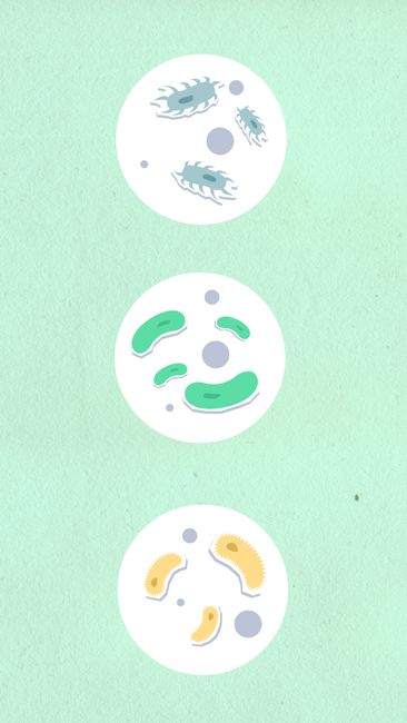 Rod Shaped Microbes: Complete Guide to Bacillus & Identification