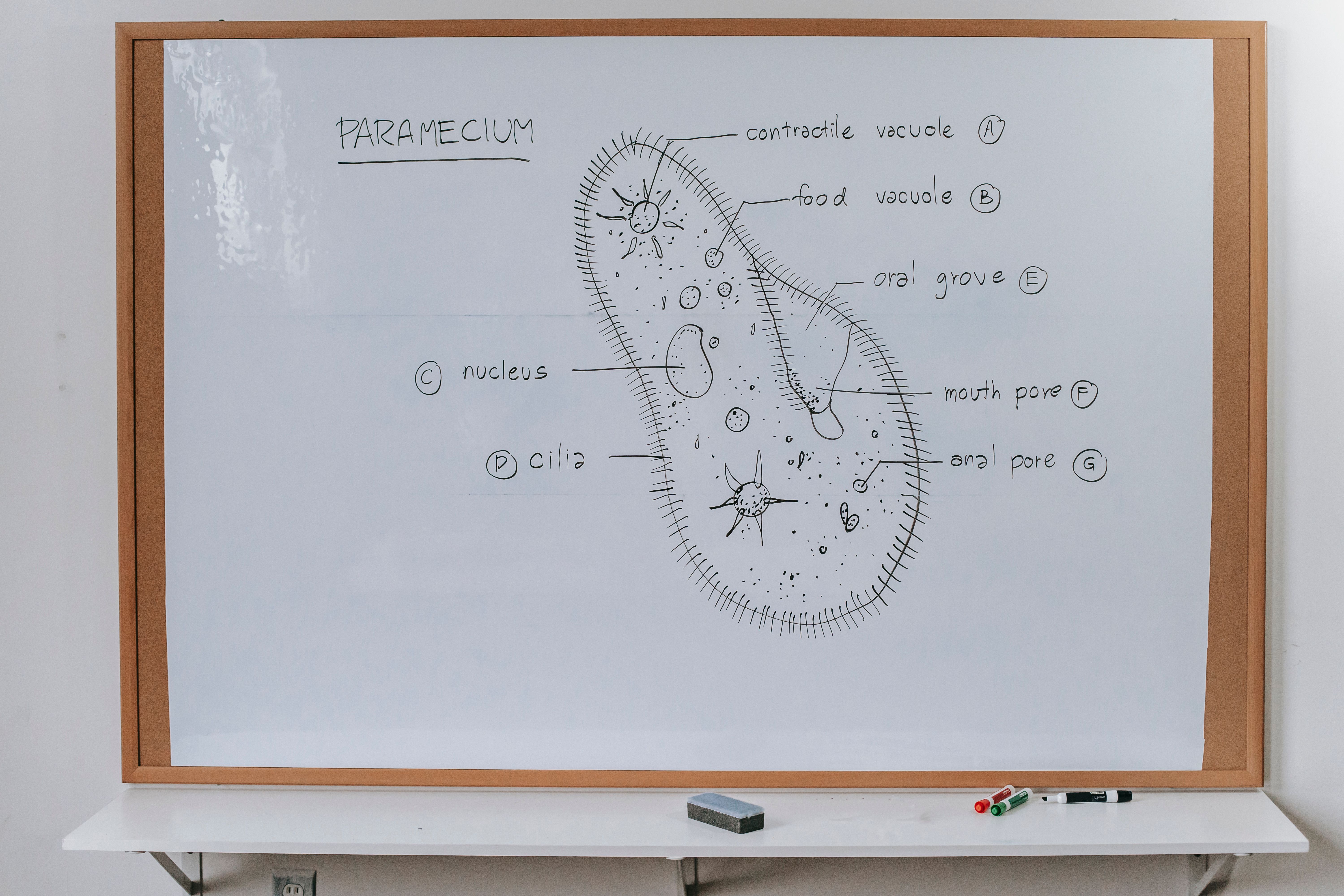 Structure of Infusoria organism drawn on whiteboard with markers in classroom of school